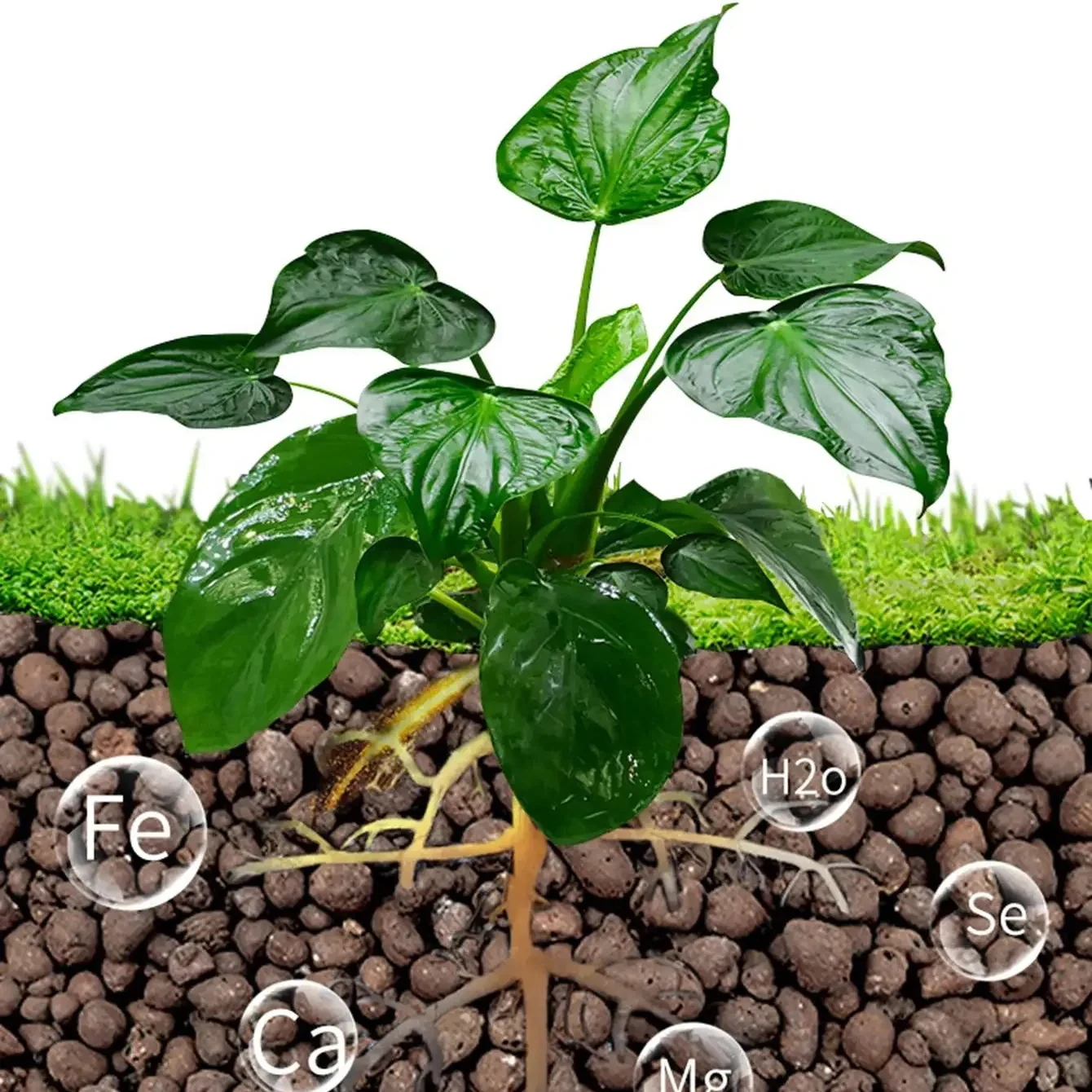 500g/pak Bola Leca Batu Keriki - Clay Pebble Growing ulasan dan harga
