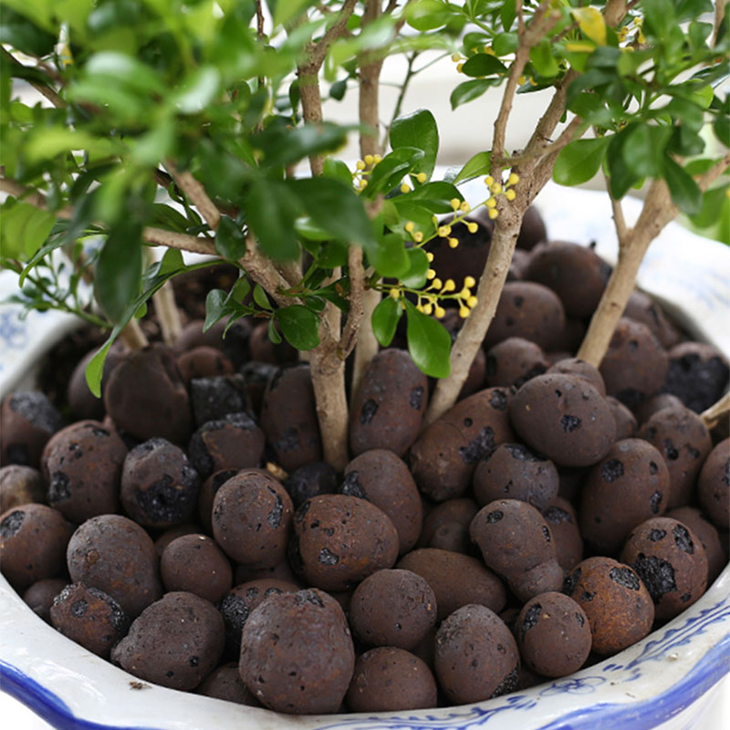500G Organik Cahaya Ceramsite  - Clay Pebble Growing ulasan dan harga